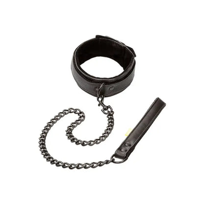 Boundless Collar with Detachable Leash and Secure Buckle Closure